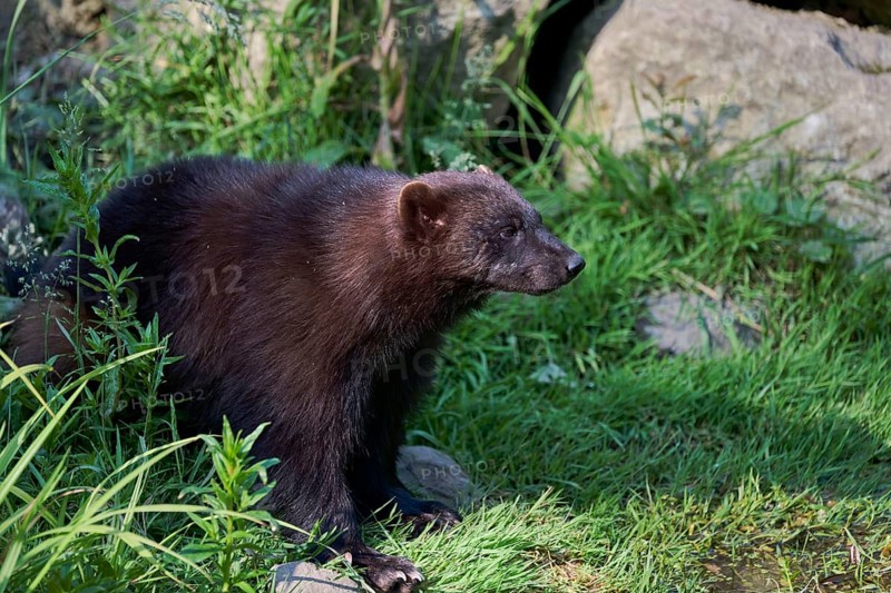 Wolverine (Gulo gulo) captive, Lower Saxony, Germany, Europe