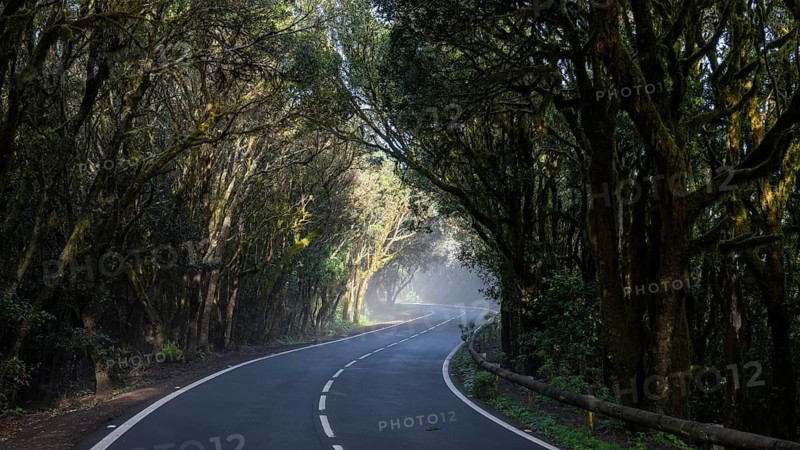 Sunbeams in the fog, road in the cloud forest, Garajonay National Park, La Gomera, Canary Islands, Spain, Europe