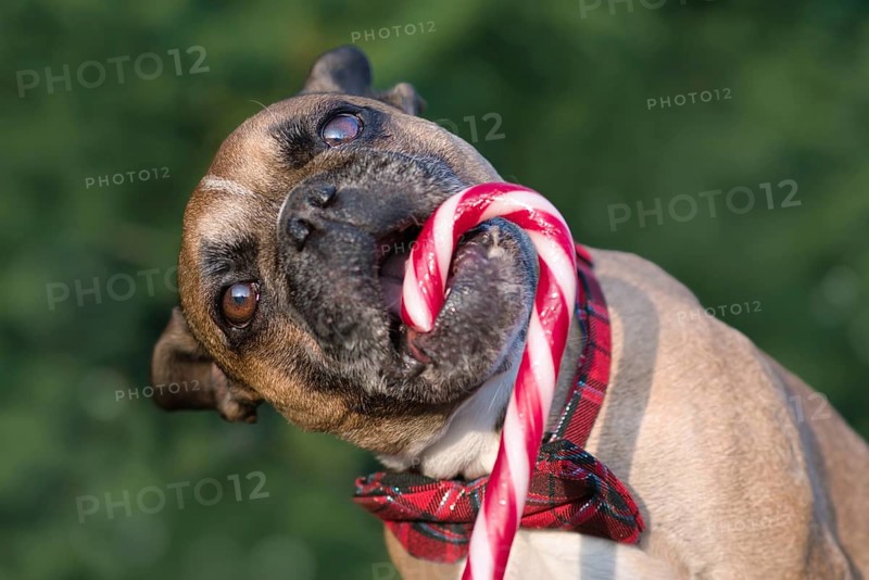 French Bulldog dog eating striped Christmas candy cane in front of blurry green background