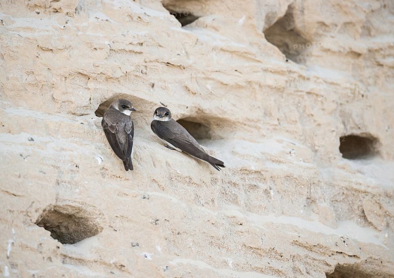 Two sand martins or Rhine martins, nominate species (Riparia riparia riparia) sitting at the breeding cavity in a sandy steep slope with several nest holes, breeding colony, steep coast at the Baltic Sea, nature reserve Wulfener Steilküste, Fehmarn Island, Schleswig-Holstein, Germany, Europe