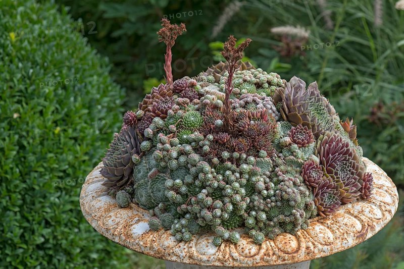 Various houseleek (Sempervivum) in a garden bowl, Bavaria, Germany, Europe