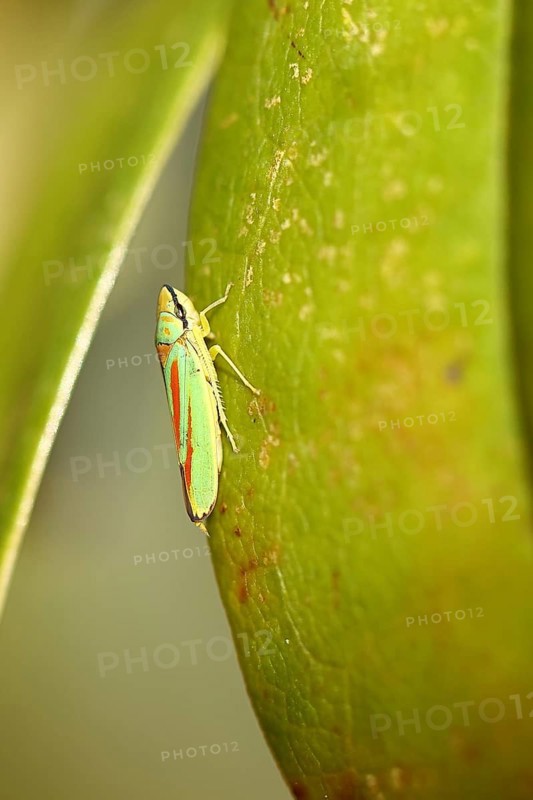 Rhododendron (Rhododendron) leafhopper (Graphocephala fennahi) sitting on leaf of a rhododendron, Wilden, North Rhine-Westphalia, Germany, Europe