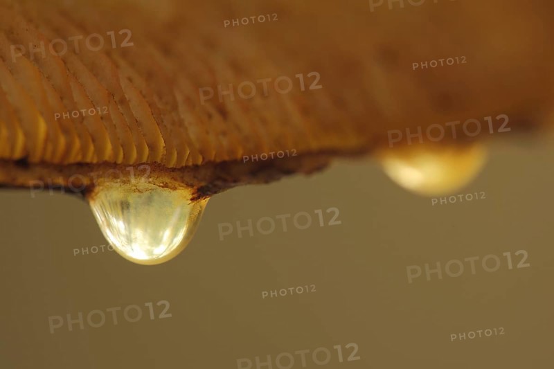 Guttation droplets on a golden furry mushroom (Pholiota aurivella), macro, detail, lamellae, water droplets, depth of field, blur, mushroom cap, cap, Bremthal, Eppstein, Taunus, Hesse, Germany, Europe