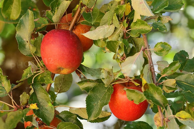 Ripe red apple hanging ready for harvest on tree, fruit tree, orchard, North Rhine-Westphalia, Germany, Europe