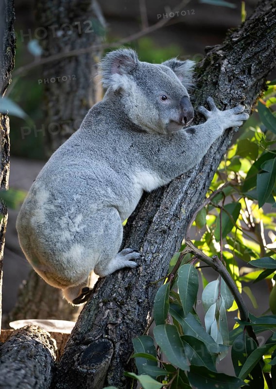Koala (Phascolarctos cinereus), climbing on tree trunk, captive, Baden-Württemberg, Germany, Europe