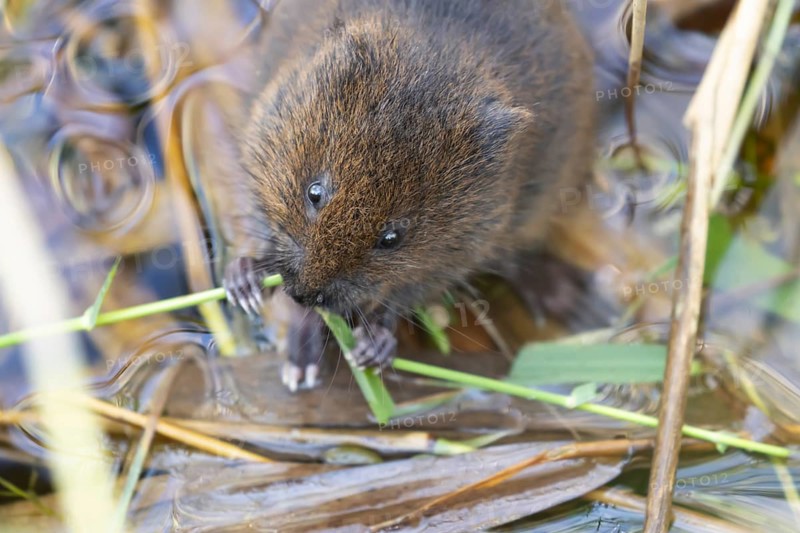 European water vole (Arvicola amphibius) adult animal feeding on a reed stem in a pond, Suffolk, England, United Kingdom, Europe