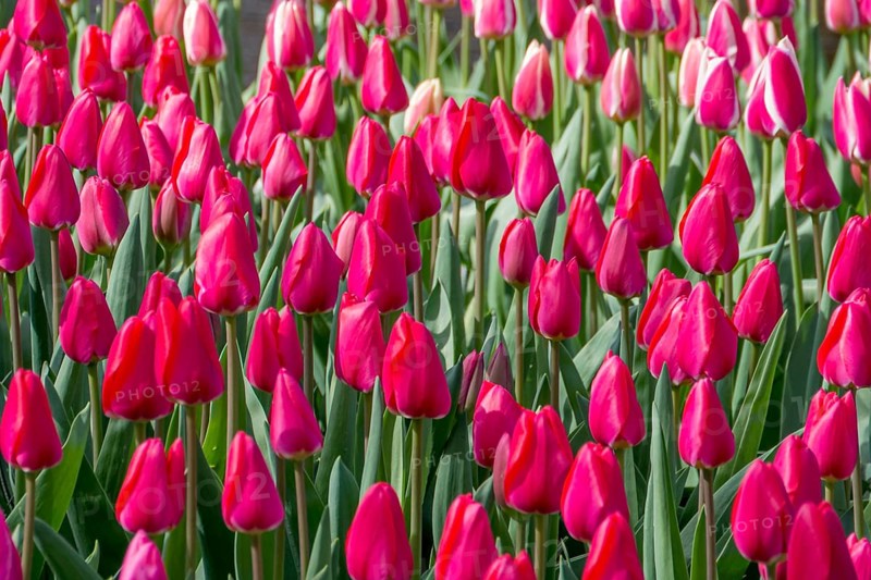 Bed with red tulips, Germany, Europe