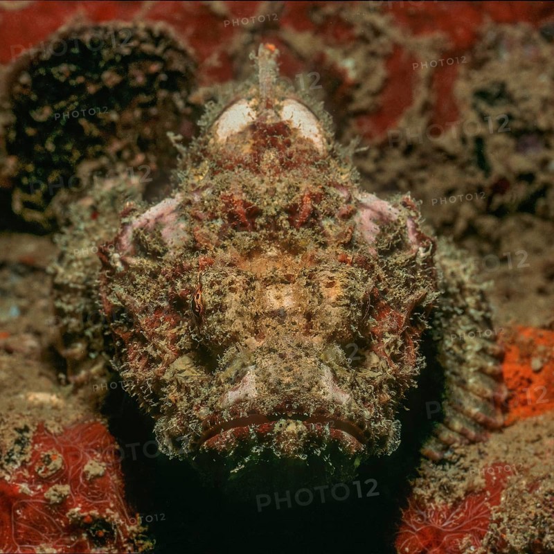 Tassled scorpionfish (Scorpaenopsis barbata) lies camouflaged in coral reef lurking for prey looks directly at viewer, Andaman Sea, Similan Islands, Thailand, Asia