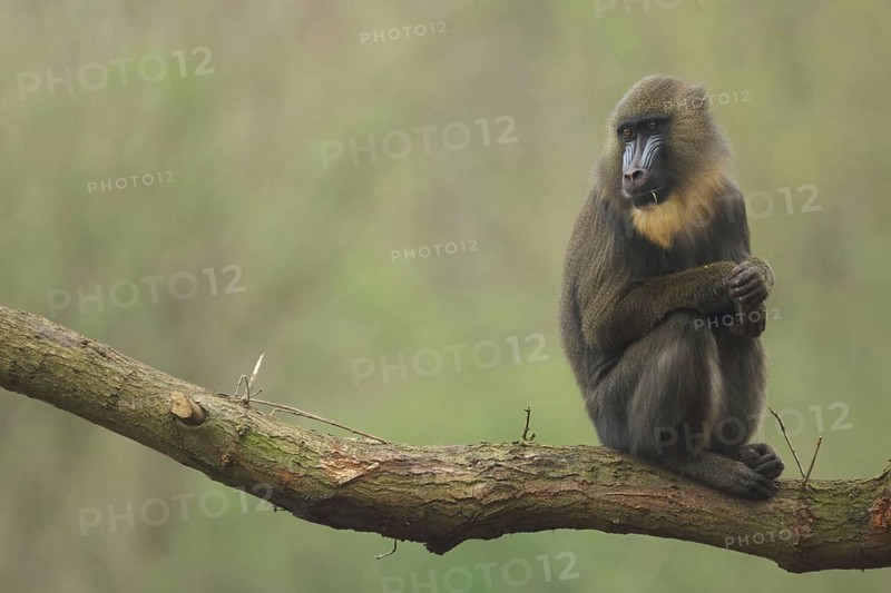 Mandrill (Mandrillus sphinx), female, sitting, tree trunk, guenon, guenon, Anthropoidae, catarrhines (Catarrhini) (Cercopithecidae), dry-nosed monkeys, monkey, primates, primate, gentleman animals, apes, dry-nosed monkey, primates, Haplorhini, mammal, animal, vertebrate, captive