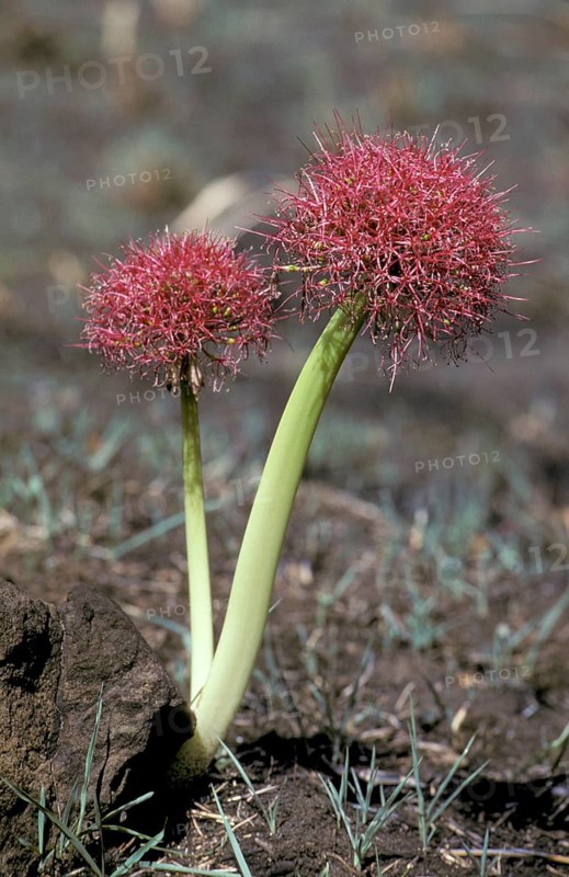Blood lily (Scadoxus multiflorus) (Haemanthus multiflorus), Zimbabwe, Africa
