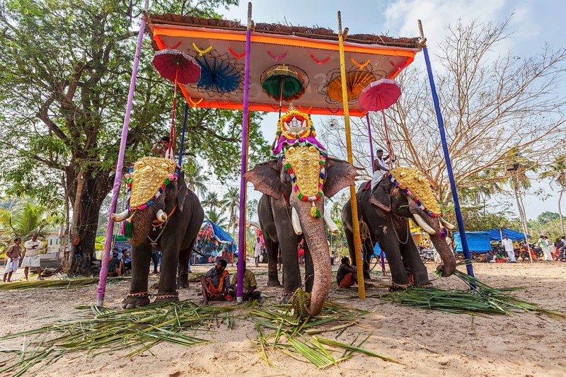 KOCHI, INDIA, FEBRUARY 24, 2013: Decorated elephants with brahmins (priests) in Hindu temple at temple festival. There about 550 domesticated elephants in Kerala state