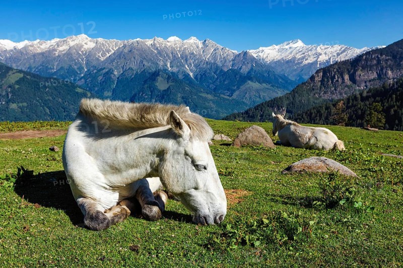 Horses grazing in Himalayas mountains. Himachal Pradesh, India, Asia