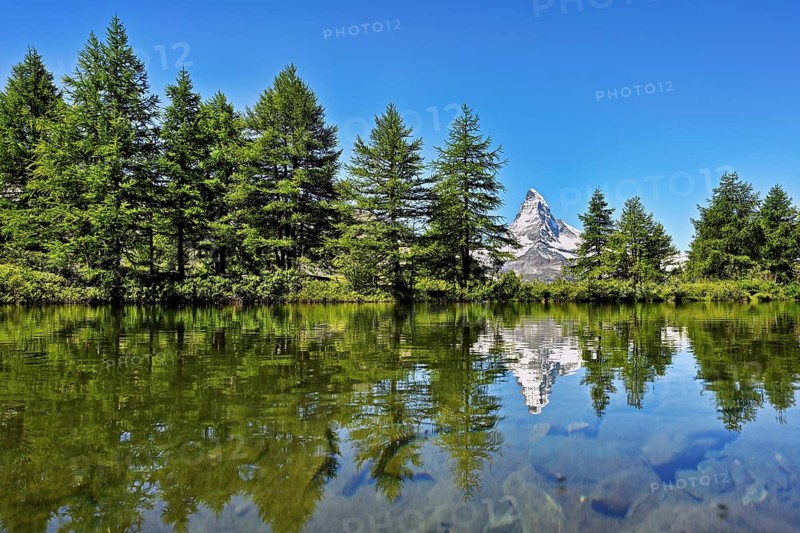Larches (Larix) at Lake Grindji, snow-covered Matterhorn in the background, Valais Alps, Canton Valais, Switzerland, Europe