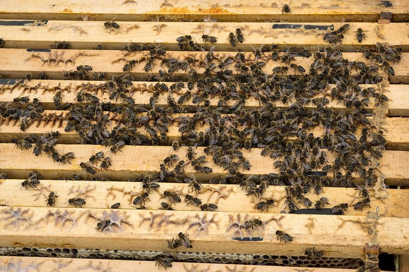 Honey bees (Apis) sitting on frames with honeycombs in a beehive, Baden-Württemberg, Germany, Europe