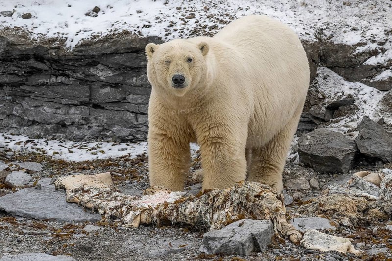 Scavenging polar bear (Ursus maritimus) eating the carcass of a stranded dead minke whale on the coast of Wahlbergøya, Svalbard, Svalbard, Norway, Europe