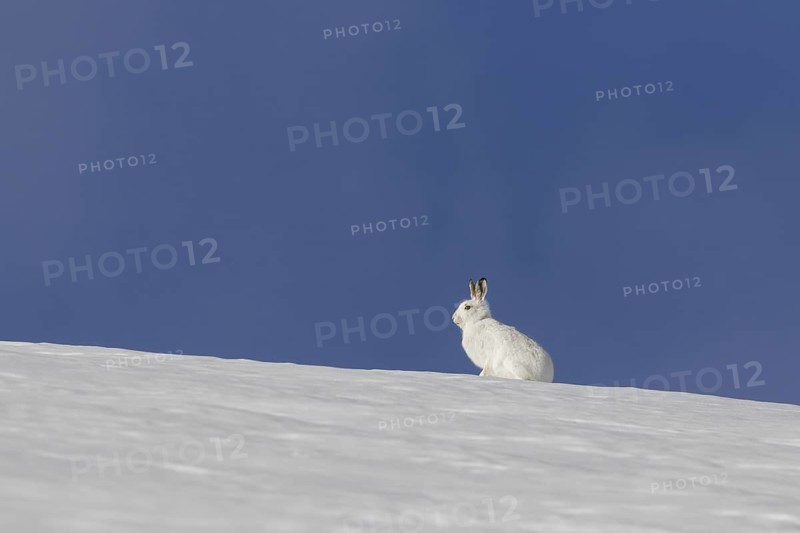 Mountain hare (Lepus timidus), Alpine hare, snow hare in white winter pelage sitting in the snow, Cairngorms National Park, Scotland, UK