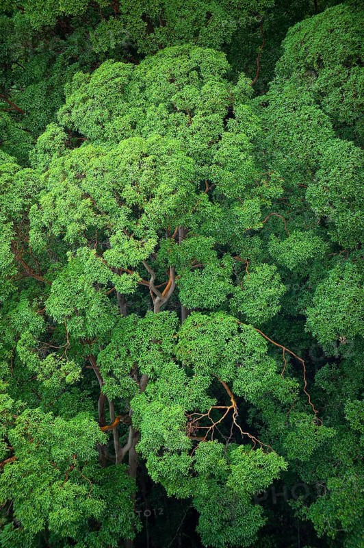 Eucalyptus trees (Eycalyptus), tree, tropics, plant, flora, jungle, nature, Nightcap National Park, Queensland, Australia, Oceania