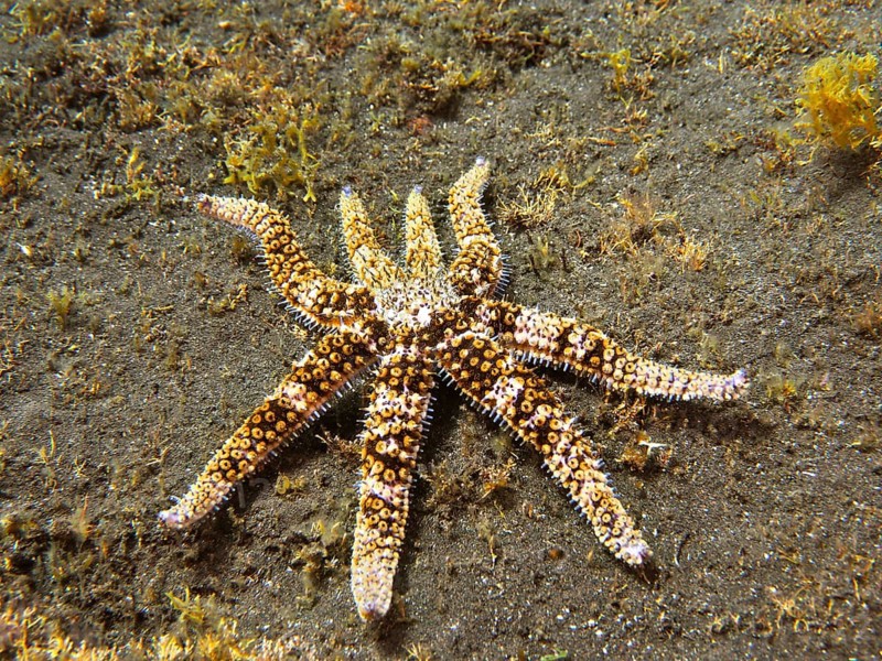White starfish (Coscinasterias tenuispina), dive site Malpique, La Palma, Canary Islands, Spain, Atlantic Ocean, Europe