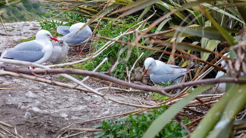 Gulls (Larinae), Otago Peninsula, New Zealand, Oceania