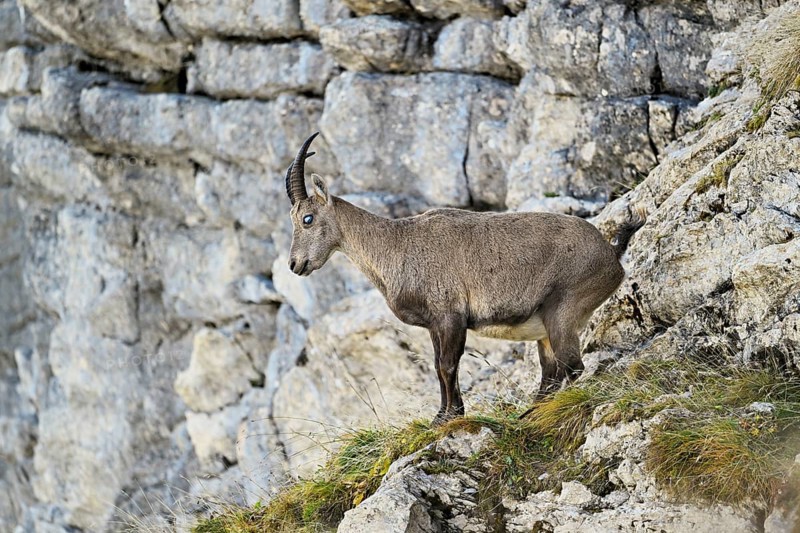 Alpine ibex (Capra ibex), with the eye disease chamois blindness (also known as chamois blindness), Canton of St. Gallen, Switzerland, Europe