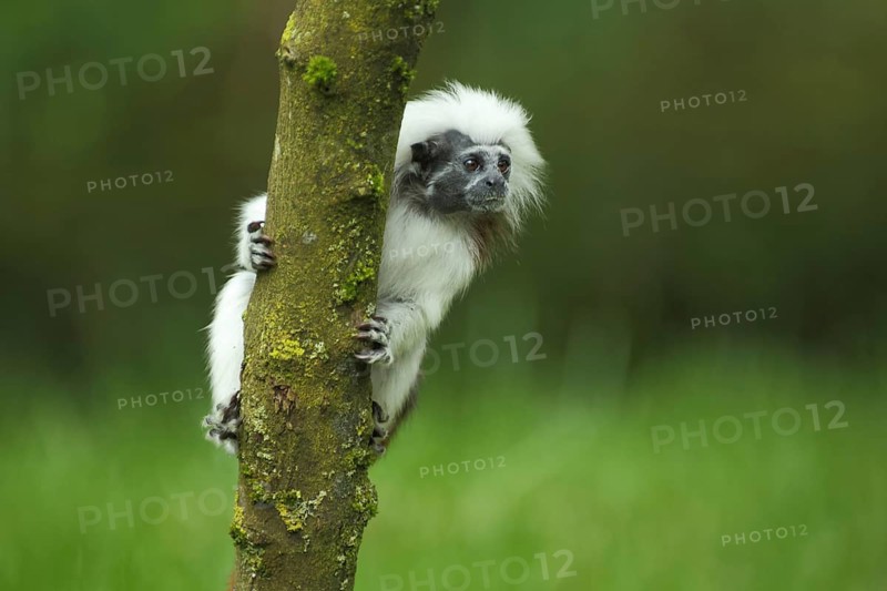 Liszt's (callitrichidae) monkey, branch, climb, pinché monkey, monkey, tamarin (saguinus), tamarin, marmoset, marmoset monkey, marmoset monkey (Saguinus oedipus), anthropoidae, new world monkeys (Platyrrhini), dry-nosed monkeys, monkey, primates, primate, gentleman animals, monkeys, dry-nosed monkey, primates, haplorhini, mammal, animal, vertebrate, captive