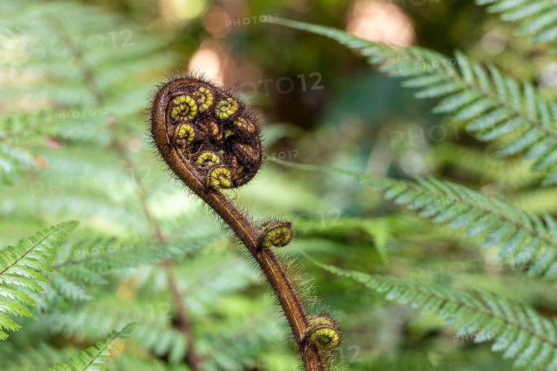 Silver tree fern (Cyathea dealbata), Lake Matheson Trail, New Zealand, Oceania