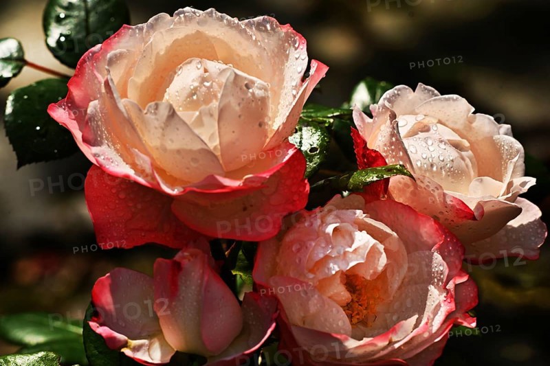 Garden roses after a rain in the front garden, Germany, Europe
