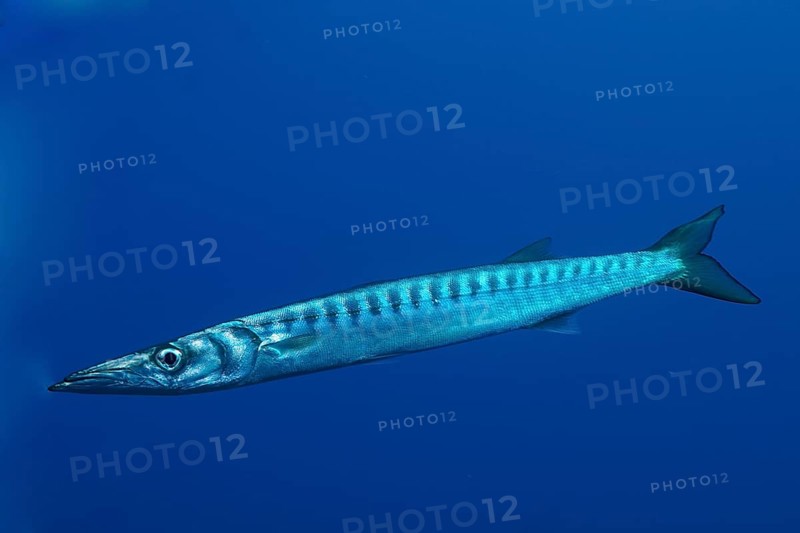 Barracuda in the Mediterranean Sea (Sphyraena sphyraena) near Hyères. Dive site Giens Peninsula, Côte dAzur, France, Europe