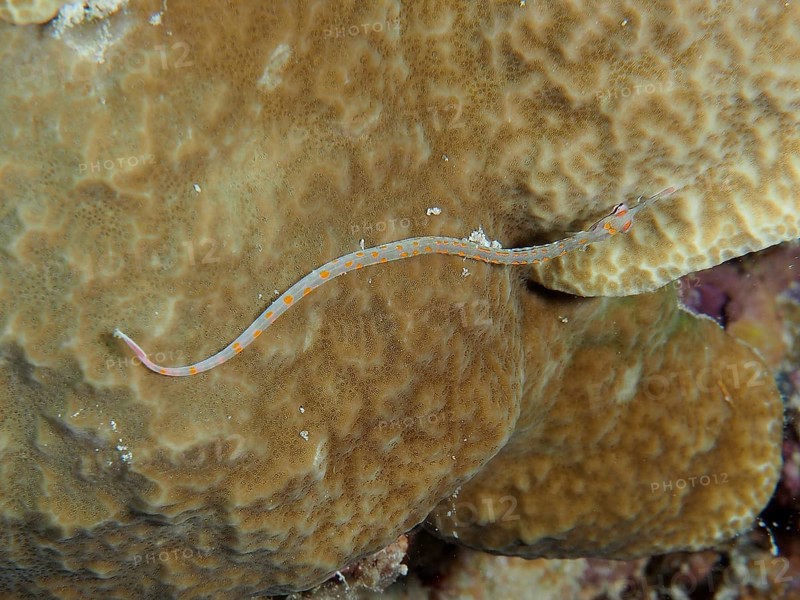 Black-breasted pipefish (Corythoichthys nigripectus) on stone coral. Dive site House Reef, Mangrove Bay, El Quesir, Red Sea, Egypt, Africa