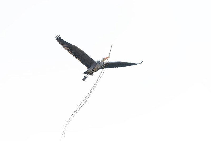 Grey heron (Ardea cinerea) transports nesting material, Highkey image, Aggeraue, Wahner Heide, North Rhine-Westphalia, Germany, Europe