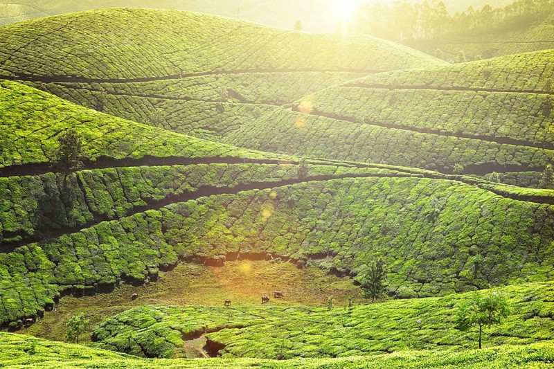 Kerala landmark, tea plantations with morning mist. Munnar, Kerala, India. With lens flare and light leak