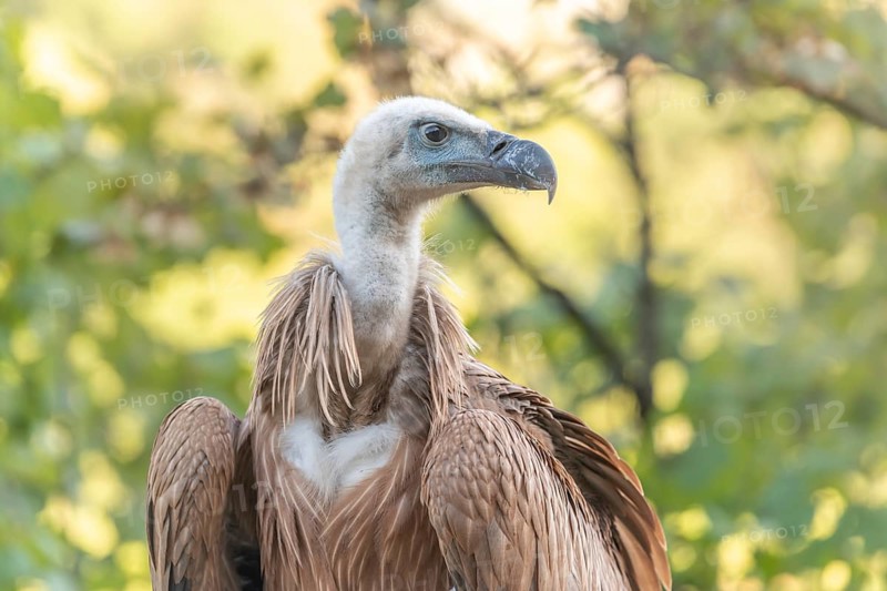 Young Griffon Vulture (Gyps fulvus) found on the ground having left its nest the first time. Cevennes, France, Europe