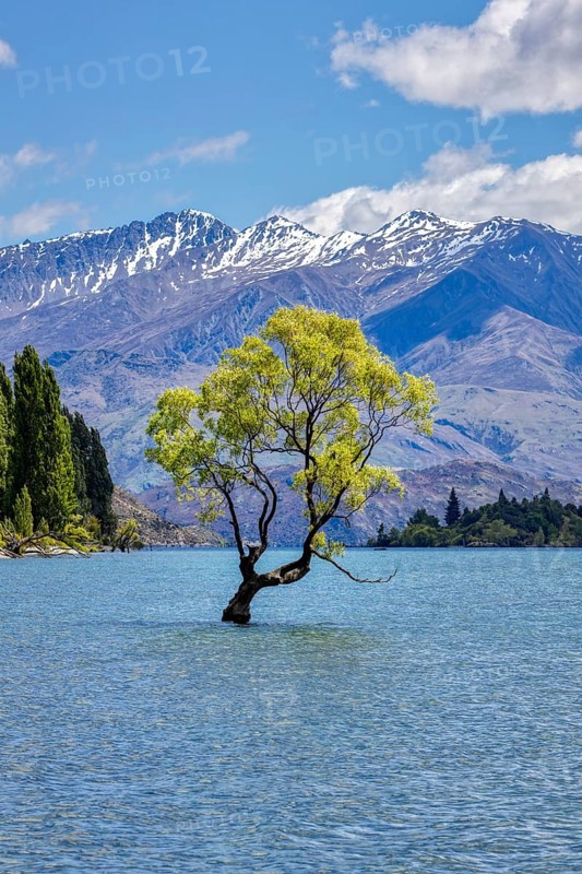 Crack willow (Salix fragilis), Wanaka tree, Lake Wanaka, Otago, New Zealand, Oceania