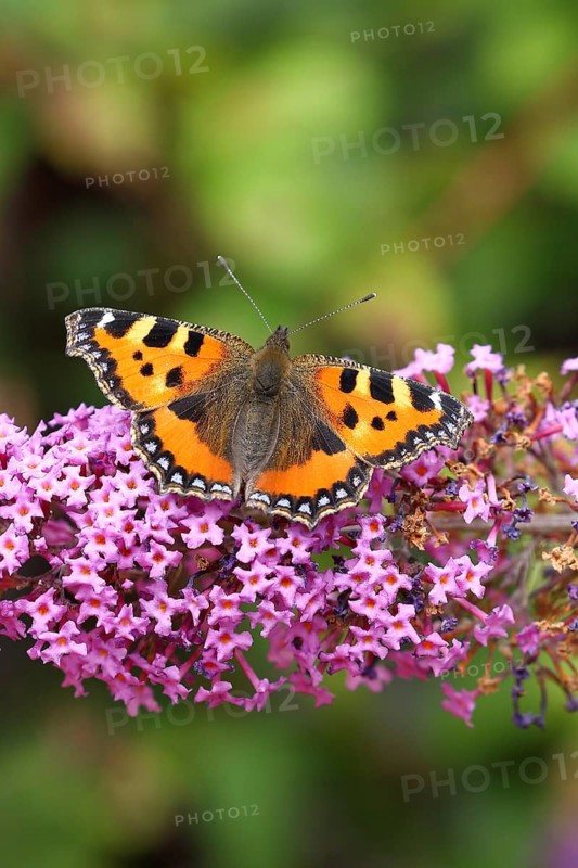 Small tortoiseshell (Aglais urticae), on summer lilac or butterfly-bush (Buddleja davidii), Wilden, North Rhine-Westphalia, Germany, Europe