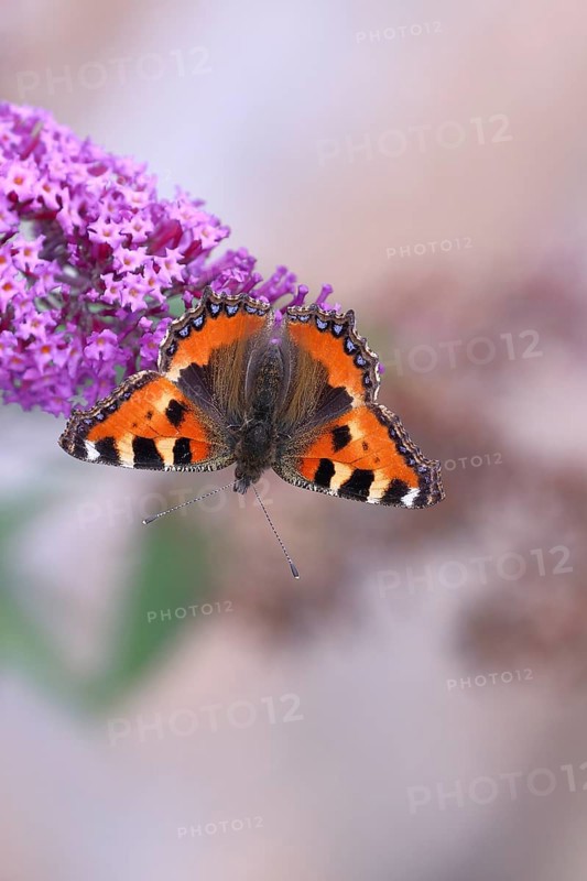 Small tortoiseshell (Aglais urticae), on summer lilac or butterfly-bush (Buddleja davidii), Wilden, North Rhine-Westphalia, Germany, Europe