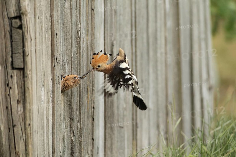 Hoopoe (Upupa epops) feeding young bird at the artificial breeding hole in a barn, Lower Austria, Austria, Europe