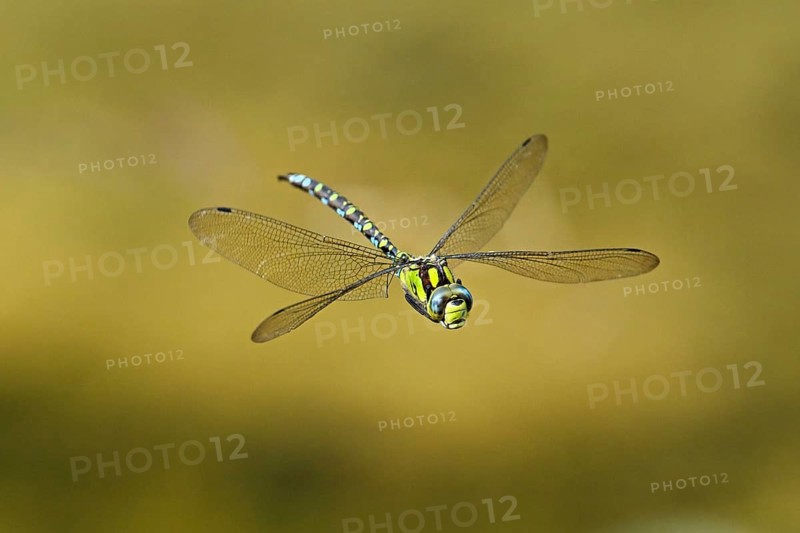 Emperor dragonfly (Anax imperator), in flight, Selger Moor, Canton Zurich, Switzerland, Europe