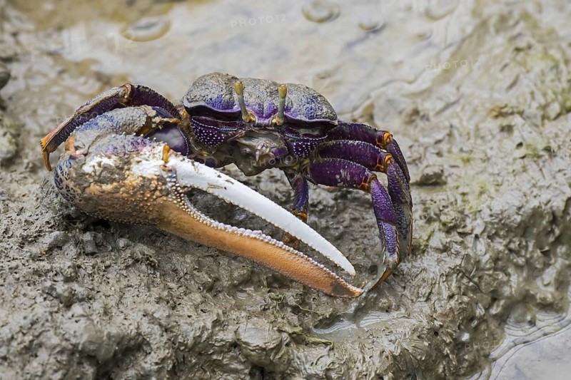 West African fiddler crab (Uca tangeri) (Gelasimus cimatodus) (Gelasimus tangeri) male with huge claw on muddy beach, native to coast of West Africa