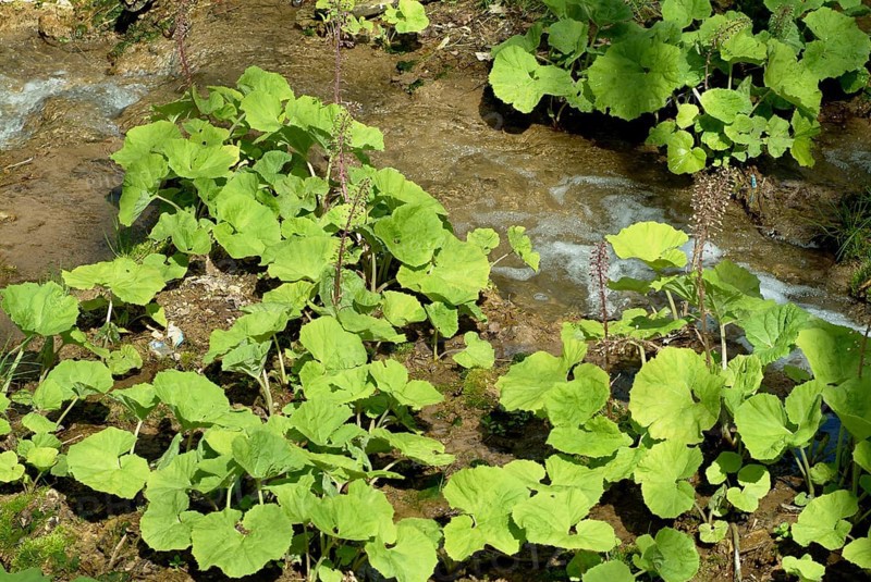 Butterbur (Petasites hybridus), medicinal plant, herb, wild plant, medicinal use