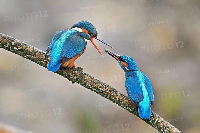 Common kingfishers (Alcedo atthis), mating feeding, male giving insect to female, Canton Zug, Switzerland, Europe