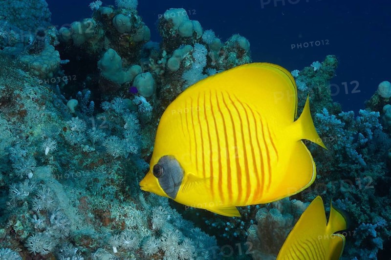 Bluecheek butterflyfish (Chaetodon semilarvatus), dive site Marsa Shona Reef, Red Sea, Egypt, Africa
