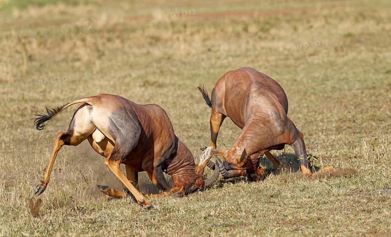 Fight between two Topi lei antelope bulls, Maasai Mara Game Reserve, Kenya, Africa