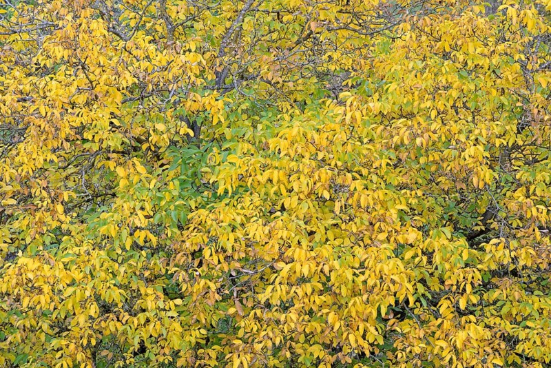 Persian walnut (Juglans regia), tree crown with autumn leaves, Moselle, Rhineland-Palatinate, Germany, Europe