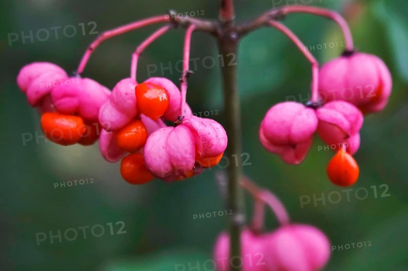 European spindle (Euonymus europaeus), October, Germany, Europe