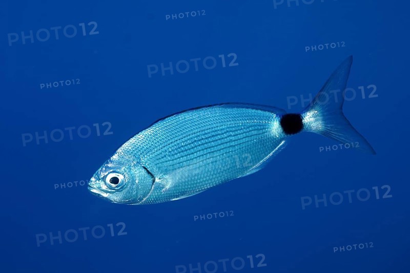 Banded seabream (Oblada melanura), in the Mediterranean near Hyères. Unicoloured blue background, detachable. Dive site peninsula Giens, Côte dAzur, France, Europe