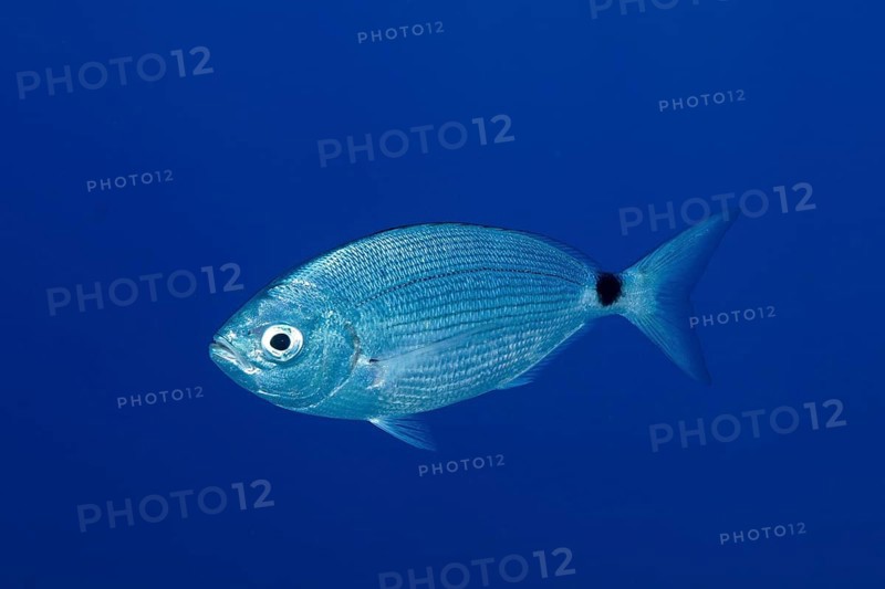 Banded seabream (Oblada melanura), in the Mediterranean near Hyères. Unicoloured blue background, detachable. Dive site marine reserve Port Cros, Côte d' Azur, France, Europe