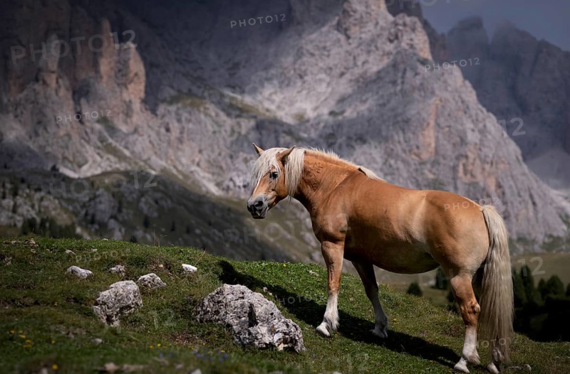 Horse in the pasture, Geisler Group, Puez-Odle nature Park, Seceda, Val Gardena, Trentino, South Tyrol, Italy, Europe