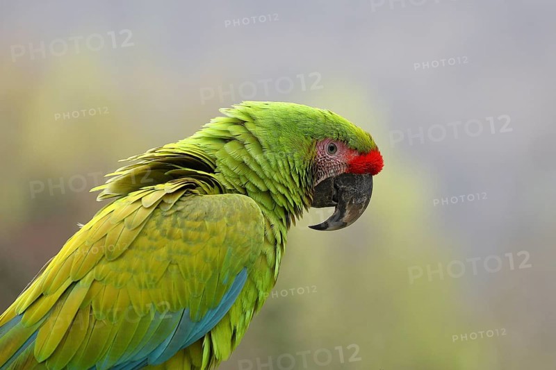 Great green macaw (Ara ambigua), animal portrait, captive, Herborn-Uckersdorf Zoo, Hesse, Germany, Europe