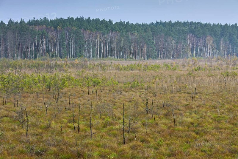 View over bog of Serrahn, Müritz National Park, Müritz Nationalpark, Mecklenburg-Western Pomerania, Germany, Europe