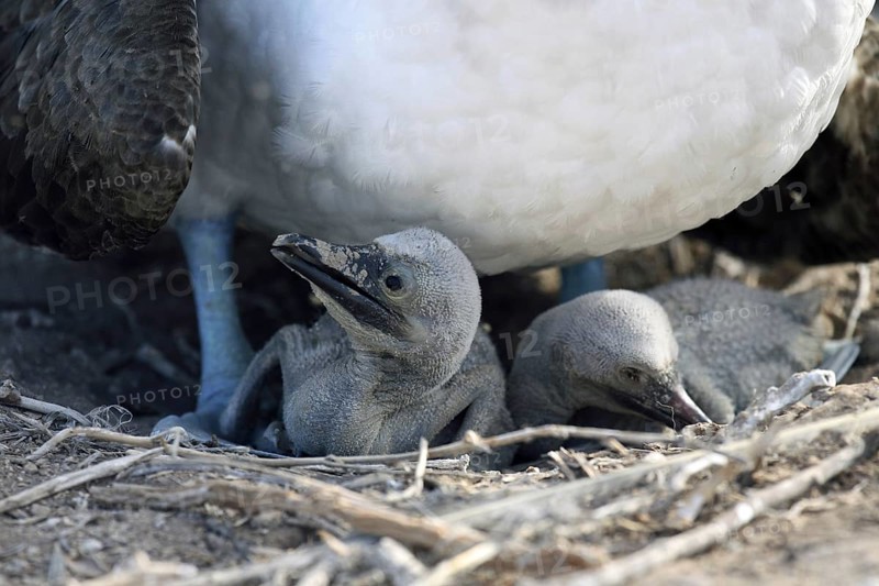 Blue-footed booby (Sula nebouxii excisa) sitting on two chicks, Espanola island, Galápagos Islands, Ecuador, Latin America, South America